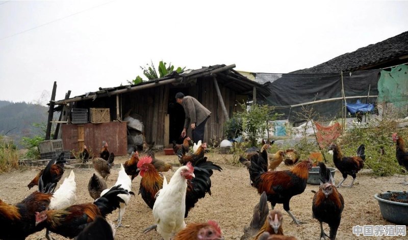 外地人养殖了3千只土鸡亏本了，过年回老家去贷款回来时，鸡全部被人抢走了，咋办啊 - 中国养殖网