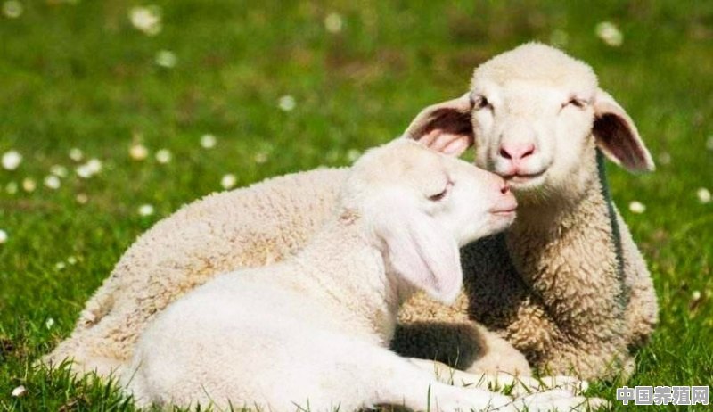 农村养殖母羊什么时候受孕最好，在配种期受孕期应该怎样做 - 中国养殖网