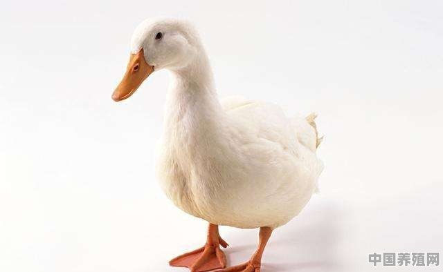 白色的鸭怎么分辨公鸭和母鸭 - 中国养殖网