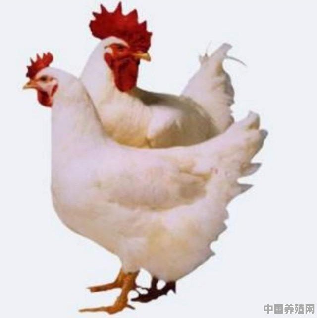 养殖红公鸡什么环境比较好 - 中国养殖网