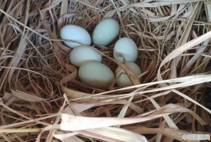 母鸡下蛋，需要立即捡蛋吗？有哪些注意事项 - 中国养殖网