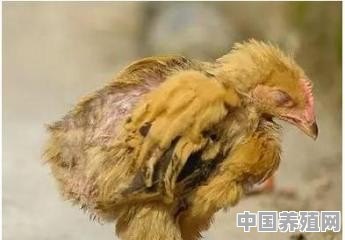 鸡蛔虫病该如何防治 - 中国养殖网