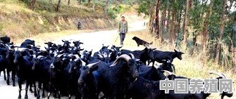 在农村养殖山羊赚钱吗 - 中国养殖网