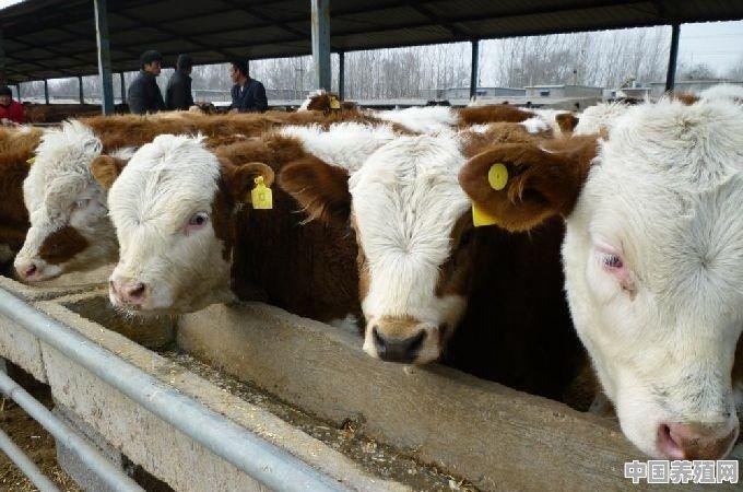 怎么做能让养牛的利润最大化 - 中国养殖网