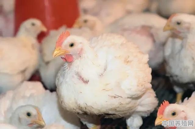 今年鸡的价格稳定，还会上涨吗 - 中国养殖网