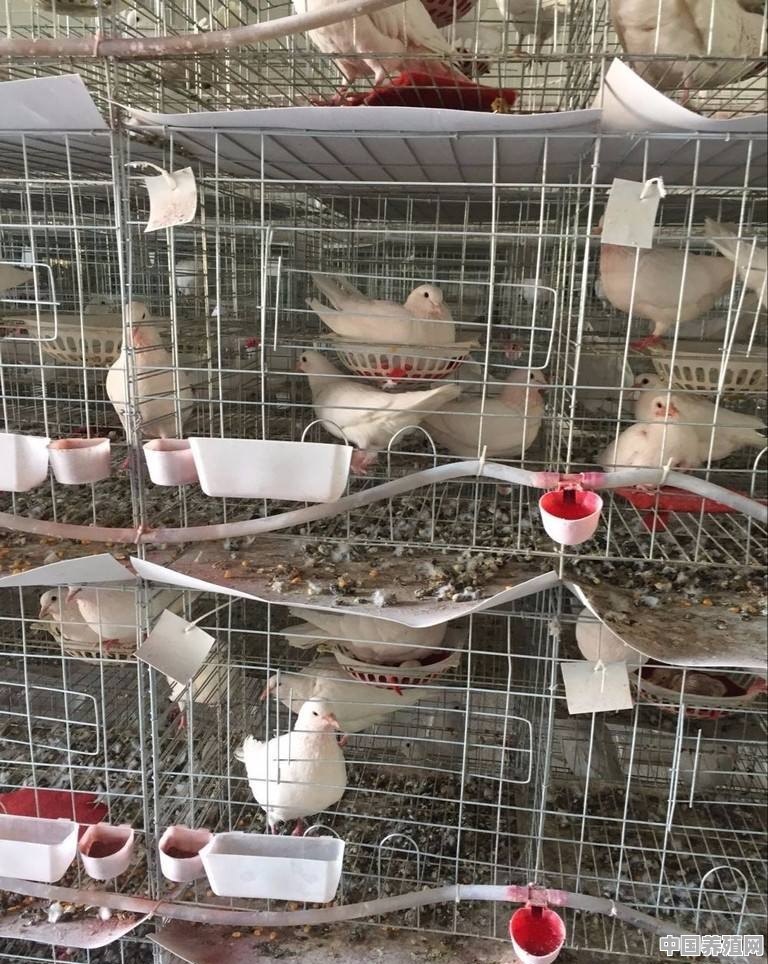 对于养殖鸽子的那有什么更好的技术？一年能赚多少钱 - 中国养殖网