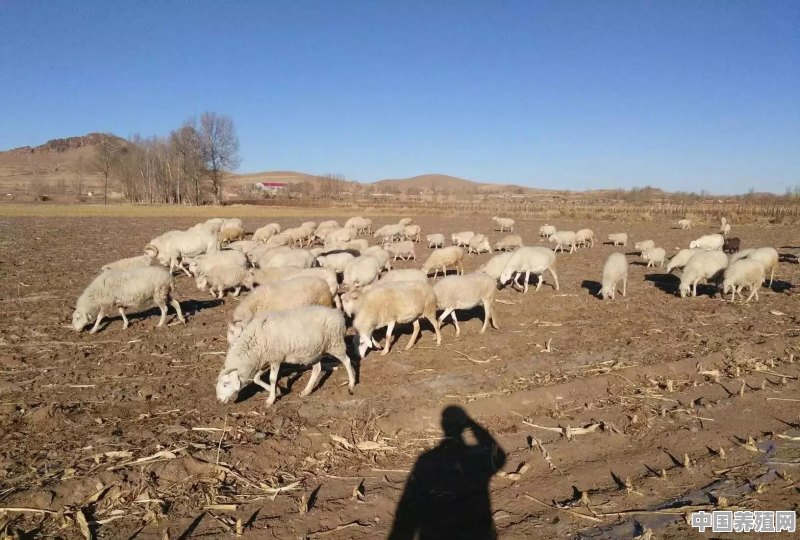小羊两个后蹄疼什么原因 - 中国养殖网