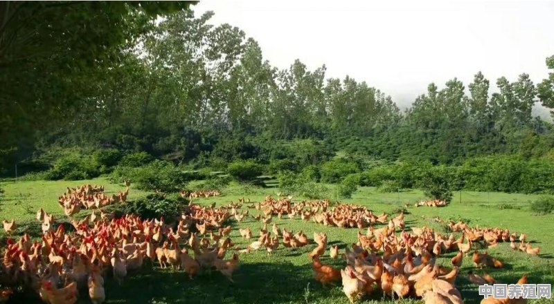 农村冷门养殖鸡 - 中国养殖网