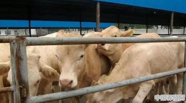 国外牛的养殖成本 - 中国养殖网