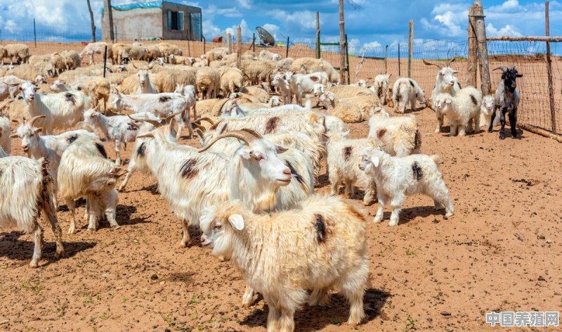 养殖肉羊，是通过放牧任由其自由觅食好，还是专门种植一种牧草喂食好 - 中国养殖网