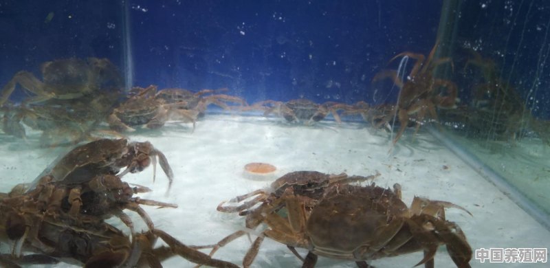 养殖河蟹小龙虾怎么养殖 - 中国养殖网