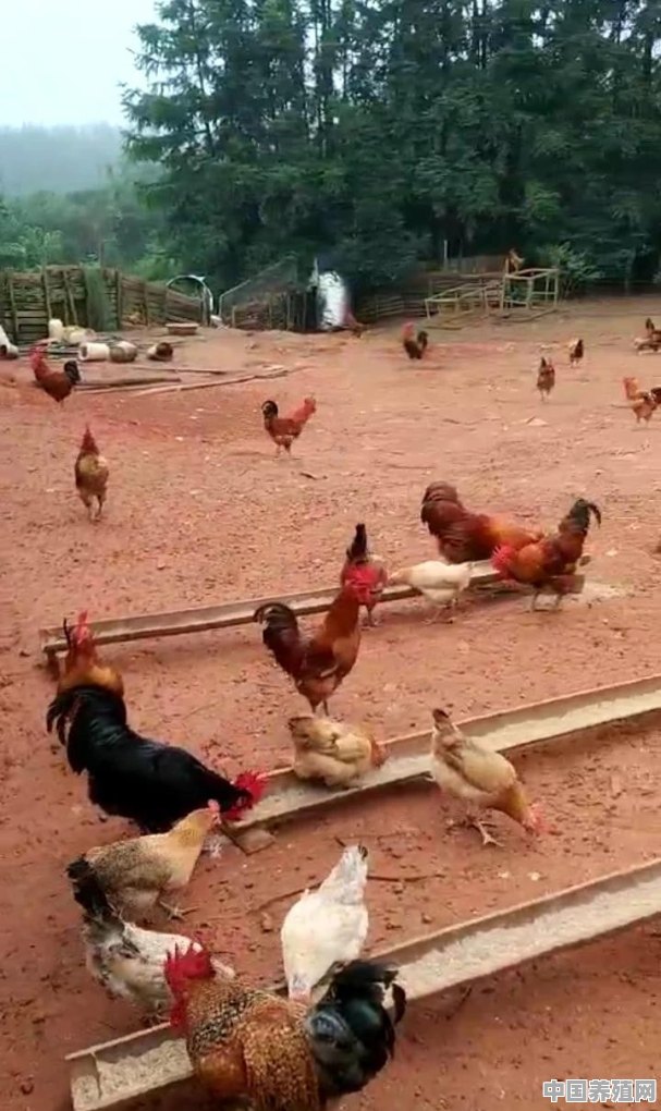 养鸡能发家致富吗 - 中国养殖网