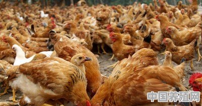 农业养殖鸡方法 - 中国养殖网