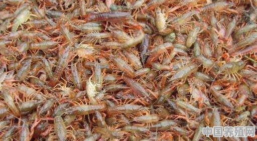 肥水养殖的虾怎么养殖好吃 - 中国养殖网