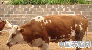 皮尔蒙特牛品种 - 中国养殖网