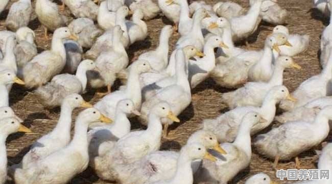 现代大型鸭养殖大棚图片 - 中国养殖网