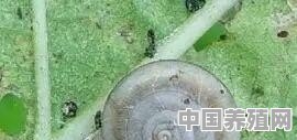 大白菜上蜗牛太多，请问该如何防治 - 中国养殖网