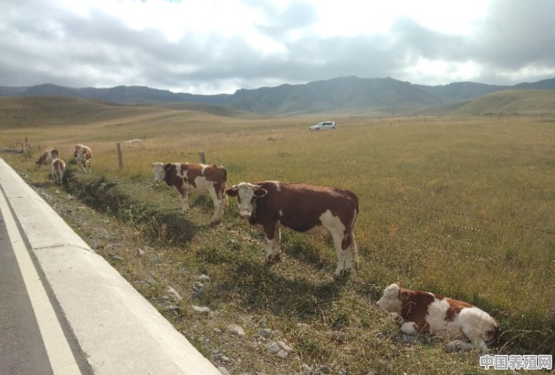 养殖牛有什么影响 - 中国养殖网