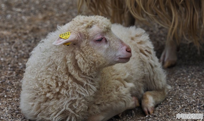 羊和猪能同时养吗 - 中国养殖网
