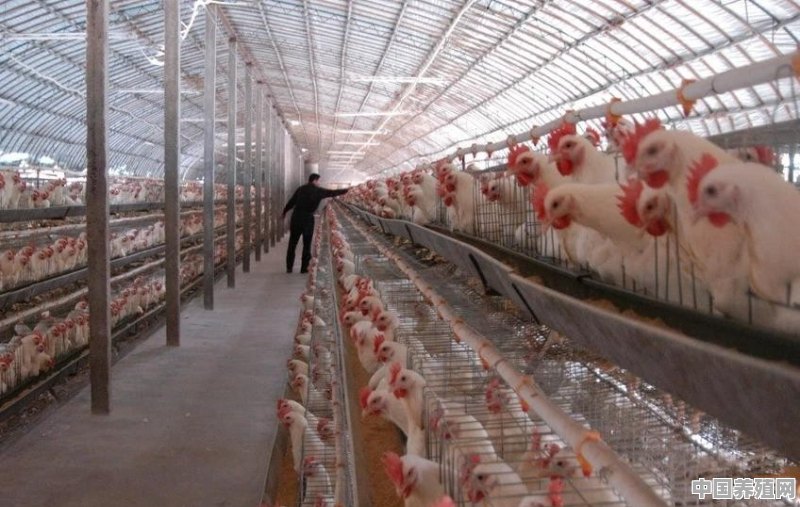 鸡棚最好的盖顶方法 - 中国养殖网