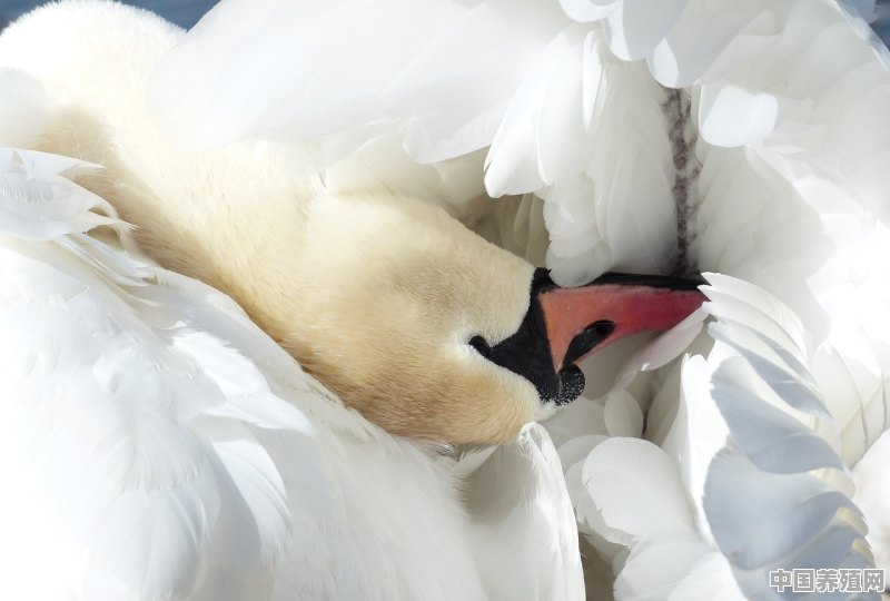连城白鸭的起源 - 中国养殖网