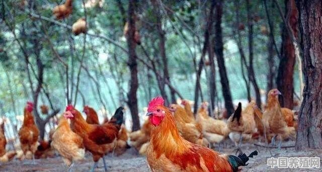 鸡养殖机械规模 - 中国养殖网
