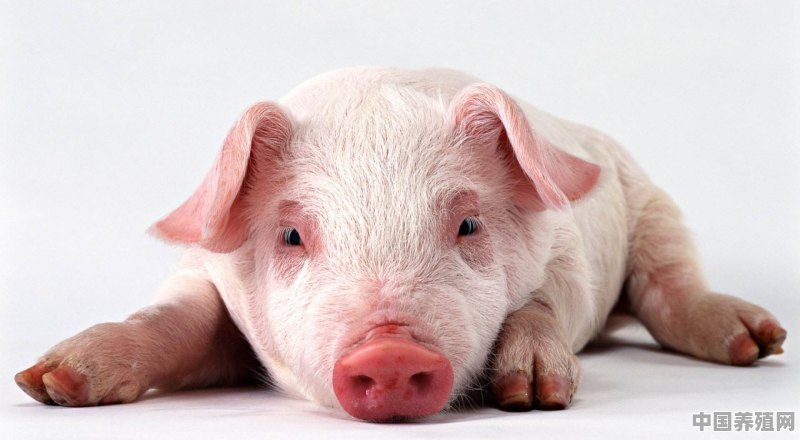 你知道哪些关于猪的冷知识 - 中国养殖网