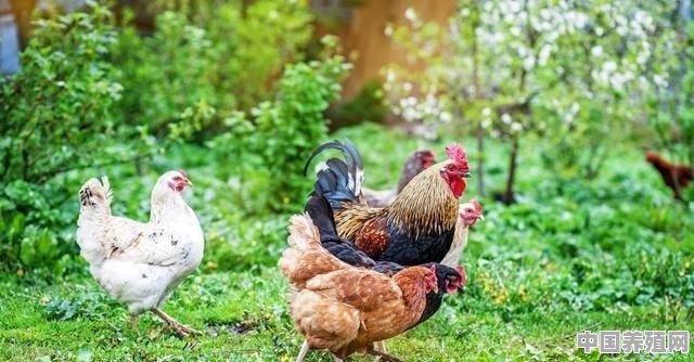 林下黑鸡养殖方法 - 中国养殖网
