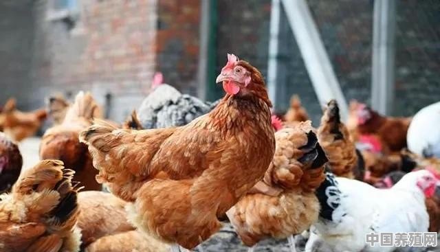 家里养的鸡走丢了，怎样才能把它们找回来呢?家前面好多茶园和玉米田 - 中国养殖网
