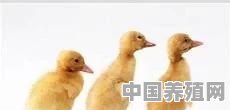 肉鸭的饲养手册 - 中国养殖网