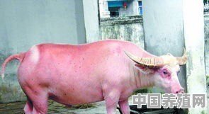 养鸡羊猪牛哪个本钱小些风险低些 - 中国养殖网