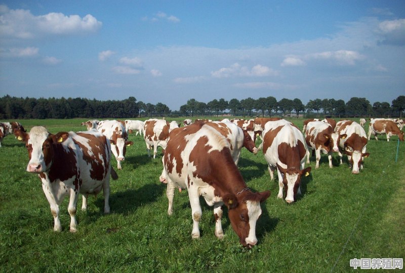 养殖牛啥子品种好呢图片 - 中国养殖网