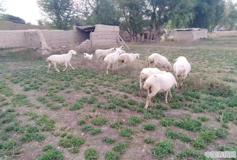 生羊肉怎么处理 - 中国养殖网