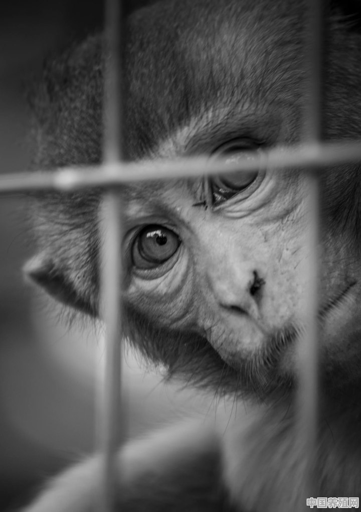 来宾一女子私下买回5只猴想做小型动物园，一审被判10年, 你怎么看 - 中国养殖网