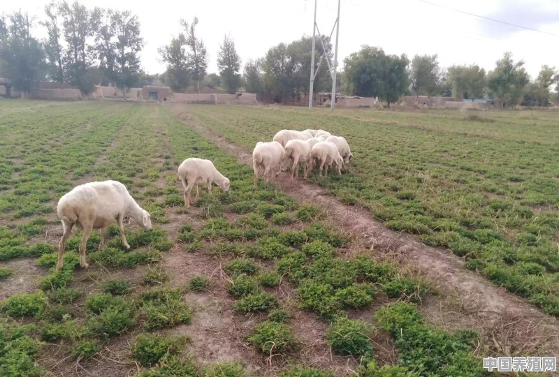 今年农村能养殖什么羊类呢 - 中国养殖网