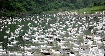 自然水域养殖鸭子可以吗 - 中国养殖网