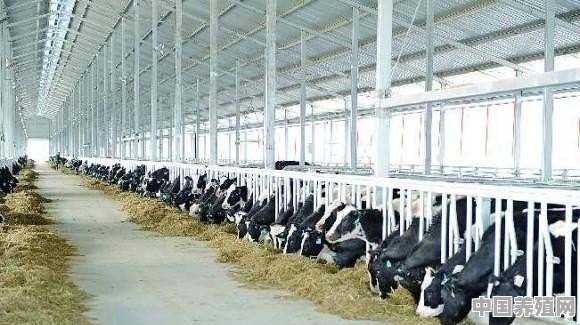 蒙牛伊利牛奶是从农户手中收的吗 - 中国养殖网