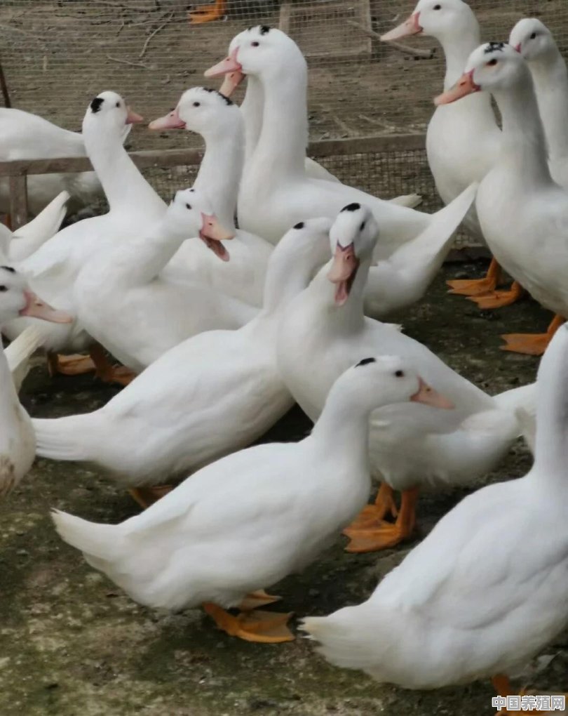 全国目前最好的蛋鸭品种有哪些 - 中国养殖网