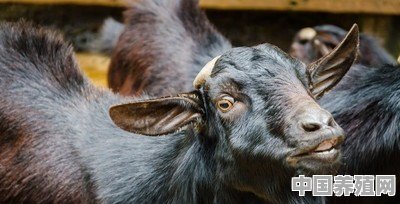 养殖羊环境要求标准 - 中国养殖网