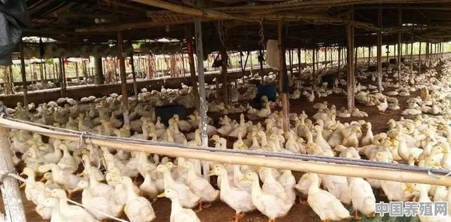 蛋鸭养殖各个阶段图片 - 中国养殖网