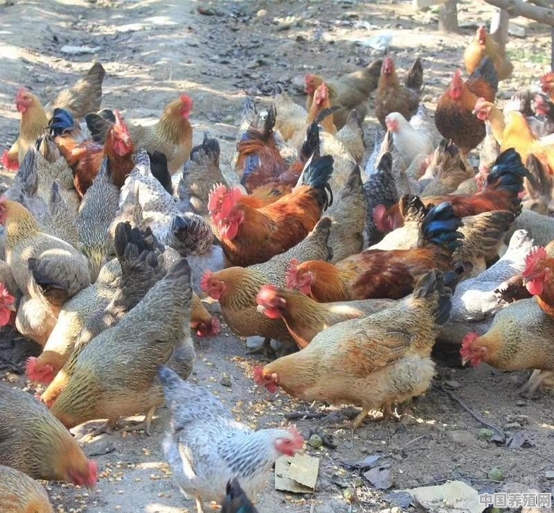 芦丁鸡养殖优点和缺点 - 中国养殖网