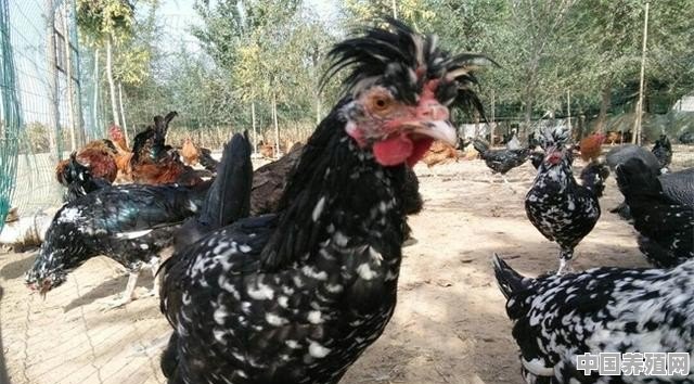 乳鸡的养法 - 中国养殖网