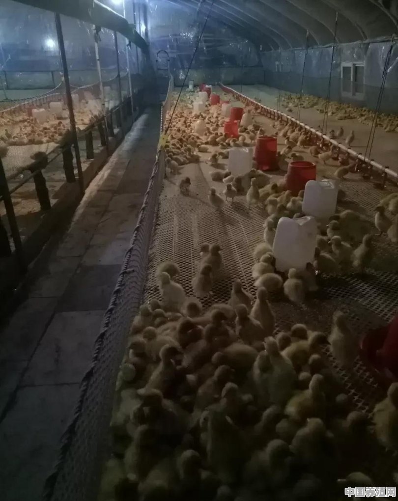 养殖场鸭雏 - 中国养殖网