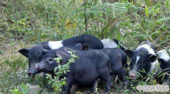 河南香猪生态养殖基地在哪 - 中国养殖网