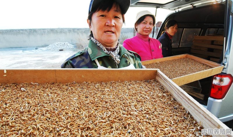 面包糠怎么处理 - 中国养殖网