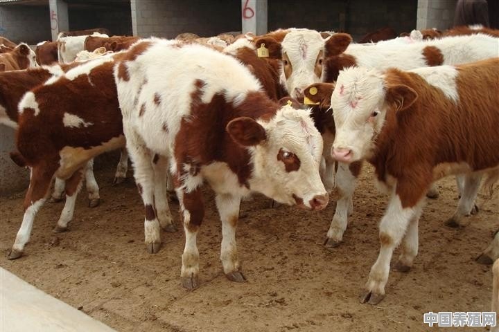 新手养殖肉牛如何选择牛犊 - 中国养殖网
