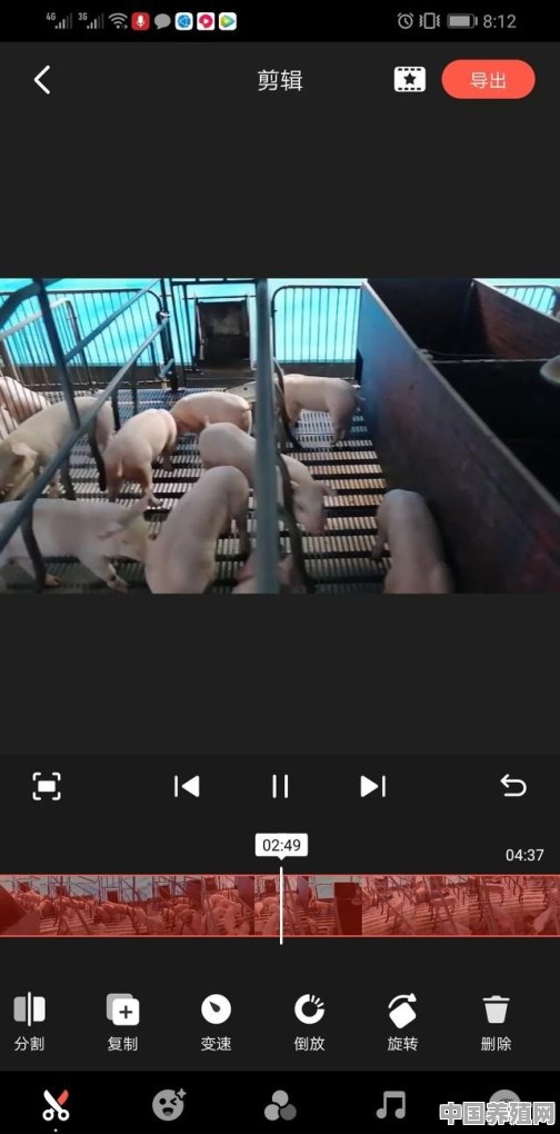 年出栏量1000头特种野猪养殖有多少利润 - 中国养殖网