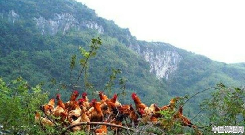 养殖森林溜达鸡 - 中国养殖网