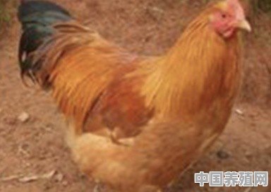 贵州腌鸡养殖 - 中国养殖网