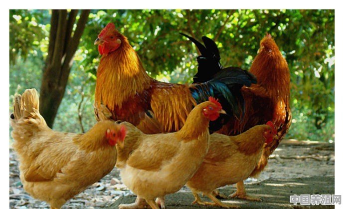 为什么有人认为肉鸡长得快是因为加了激素呢 - 中国养殖网